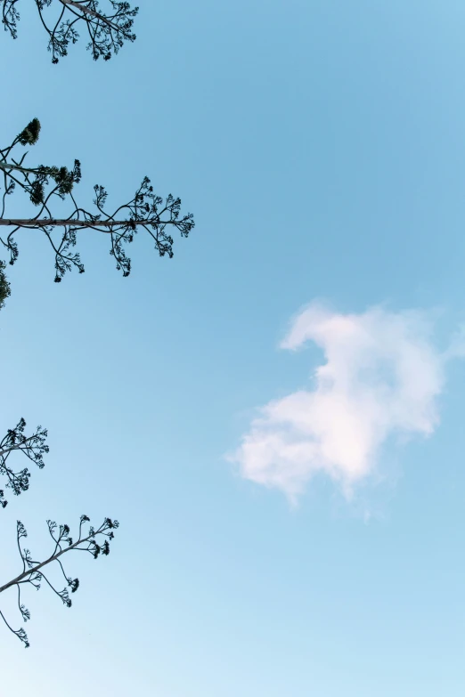 the lone bird is perched on top of the tree nch