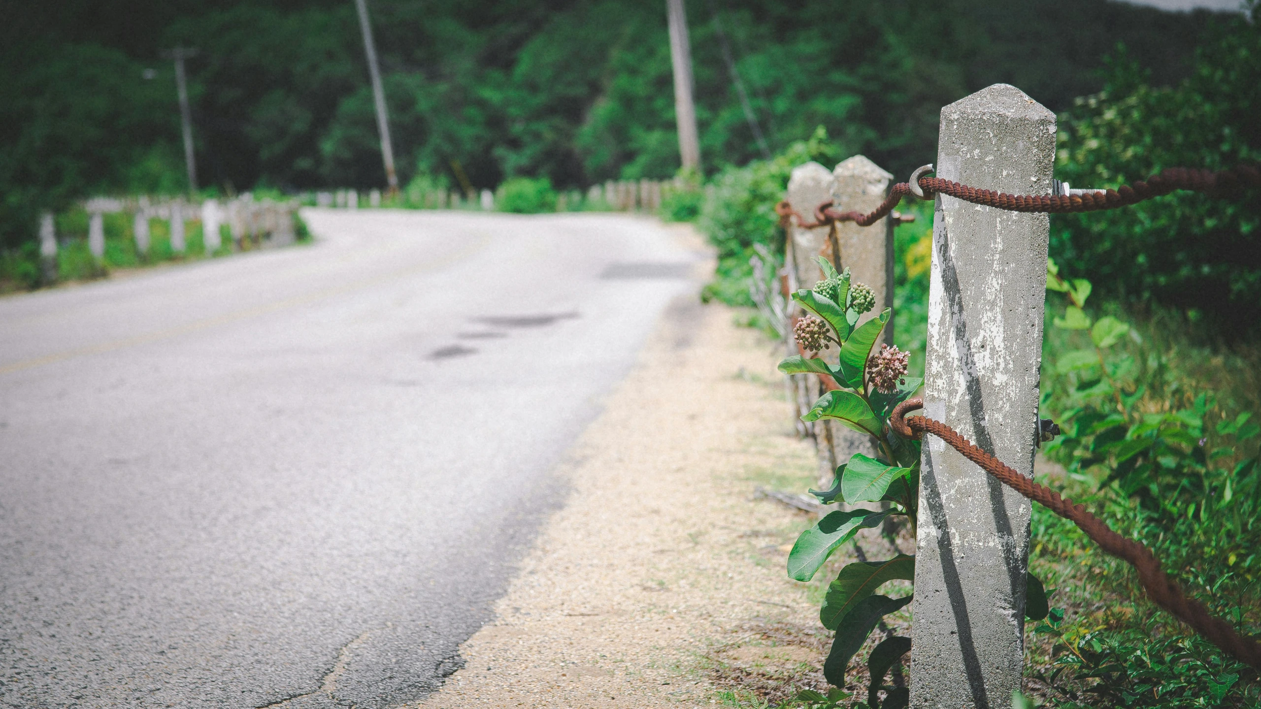 a road and a wood fence by it