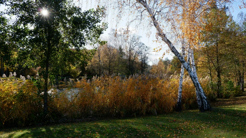 a large patch of grass near a small pond