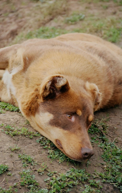 a brown dog lays on top of grass and dirt