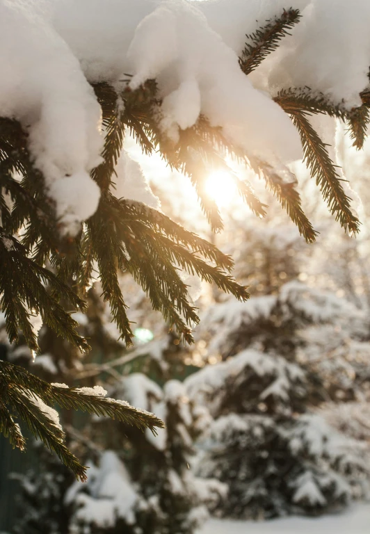 closeup of trees with snow on them and the sun setting