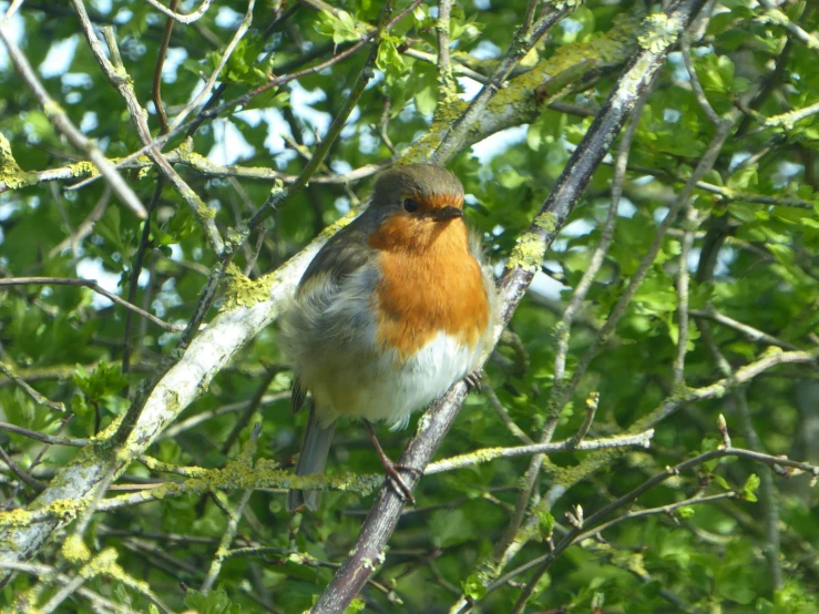 a colorful bird sitting on a tree nch