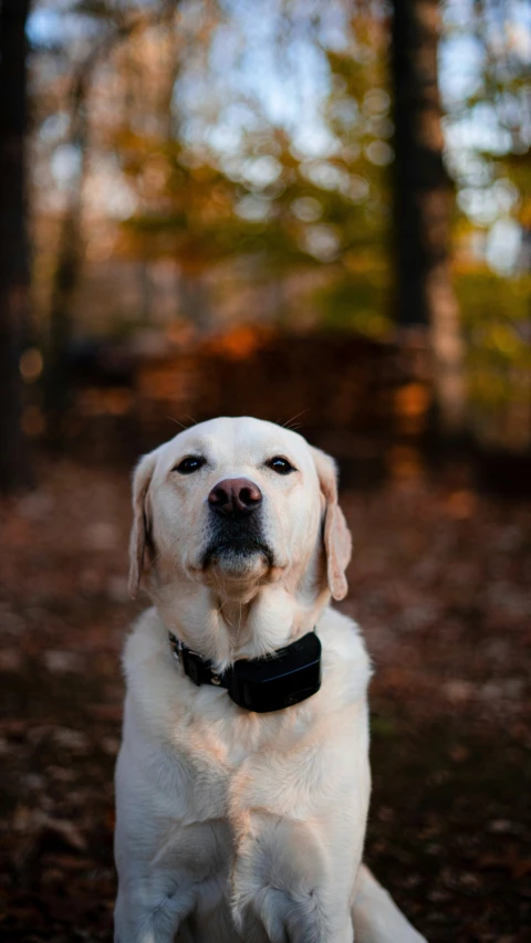 the white dog is posing for a po in the woods