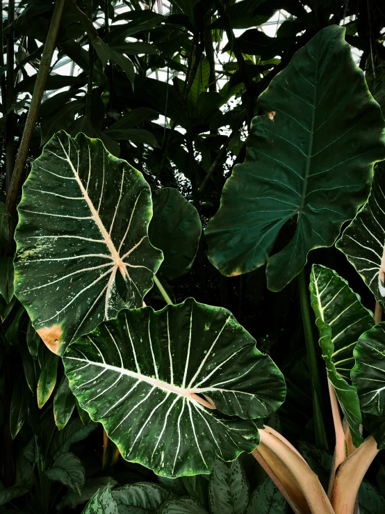 an image of a green plant in the bushes