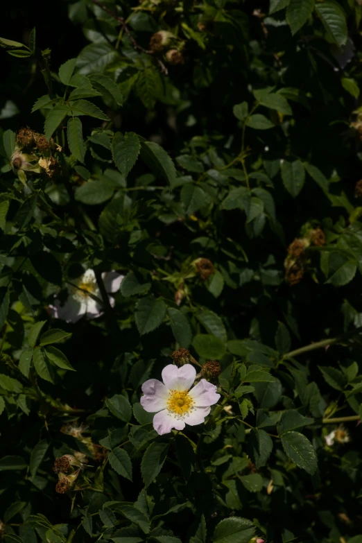 a white flower is growing in the middle of some leaves