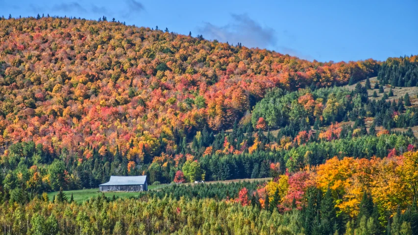 a field with many trees all around it