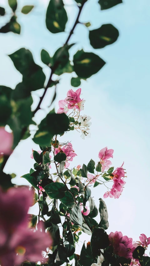 closeup of some pink flowers against a blue sky