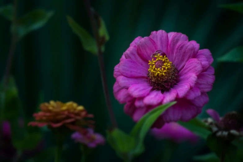 a single flower on green and purple background