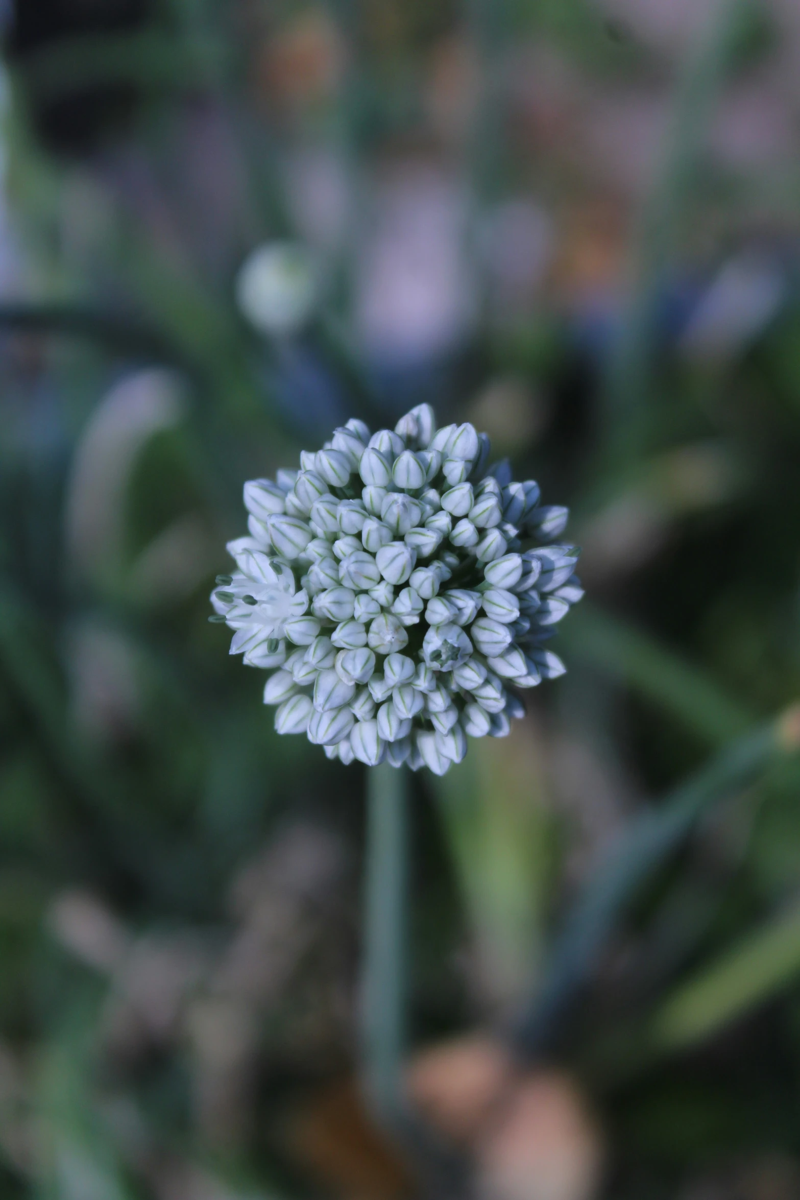 closeup po of white flower in an area with blurry green and blue flowers