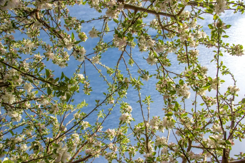 the view of nches with white flowers against a blue sky