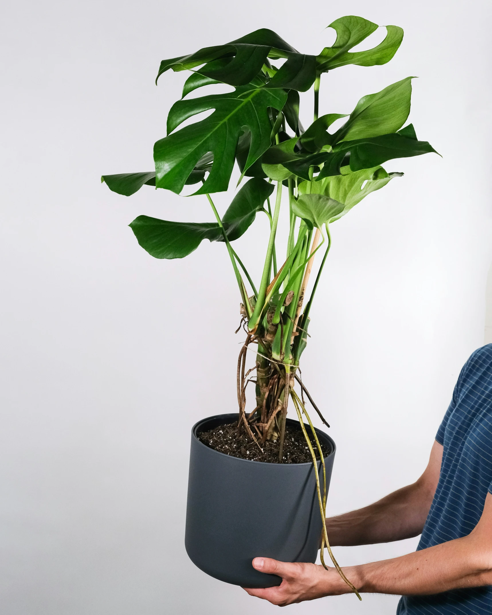 a person holding a potted plant in the air