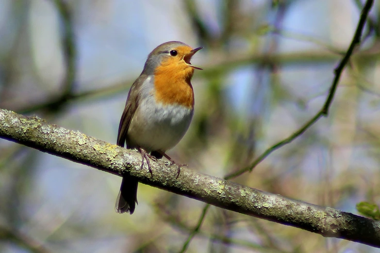 a bird sitting on top of a tree nch next to green leaves