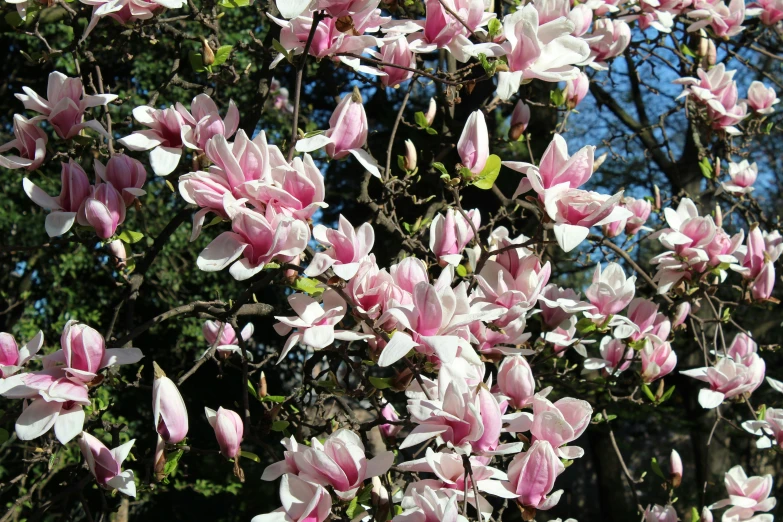 pink flowers that are blooming all over the trees