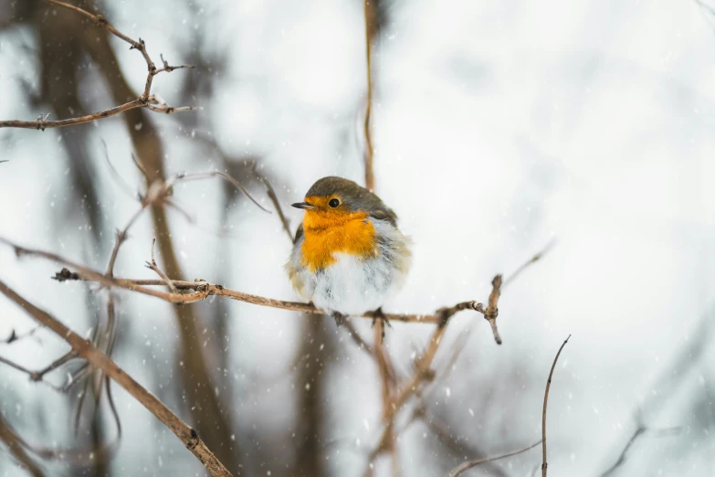 a little bird is perched on a tree nch