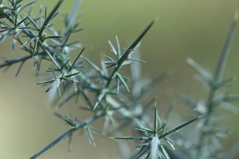 a green bush with many small needles