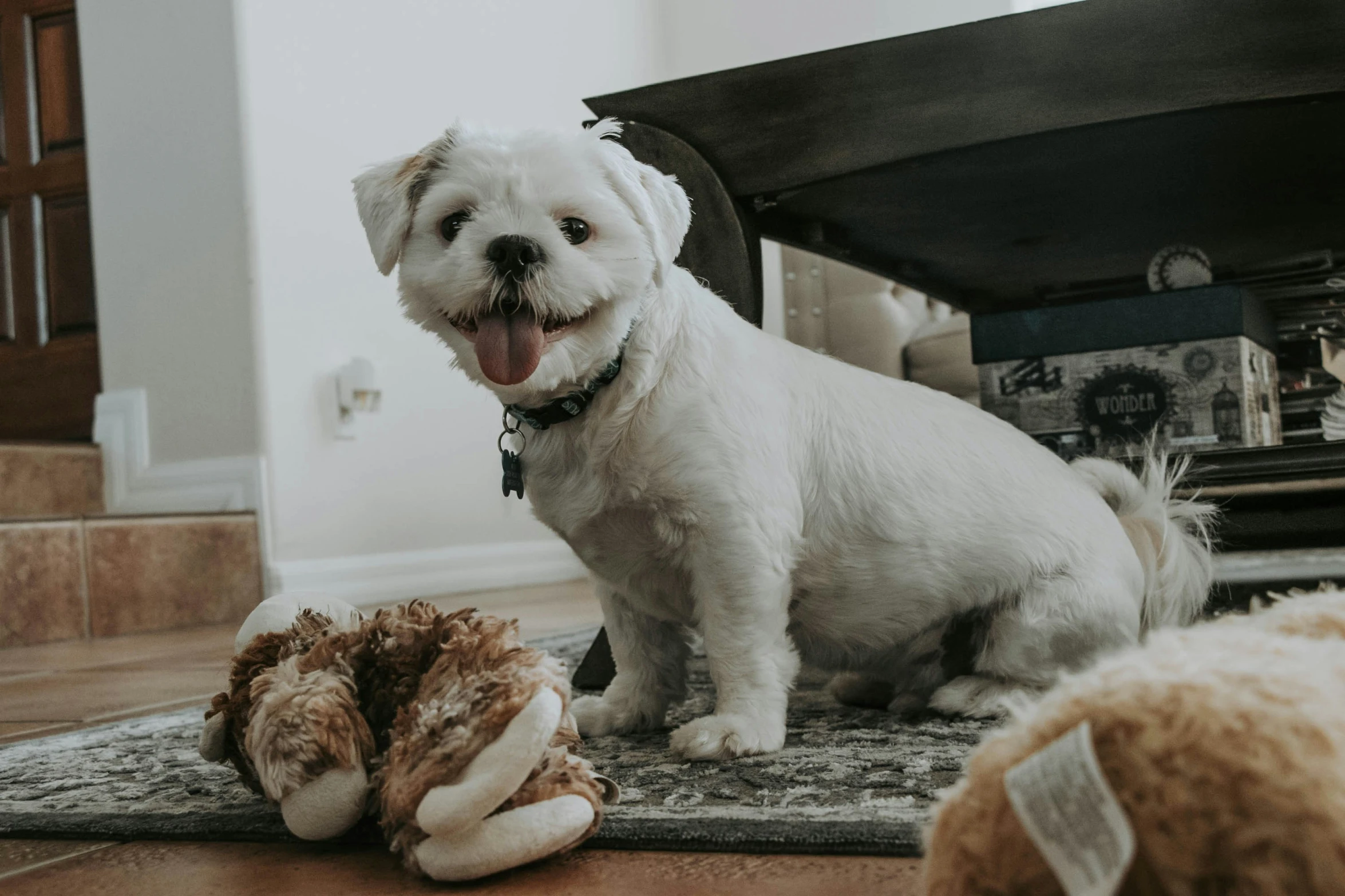 a white dog is standing on a rug with some stuffed animals