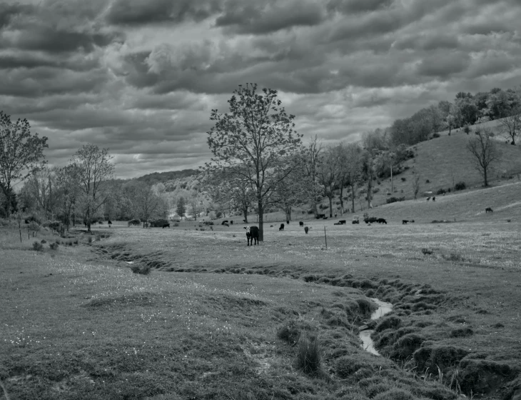 some animals are grazing in a field and clouds