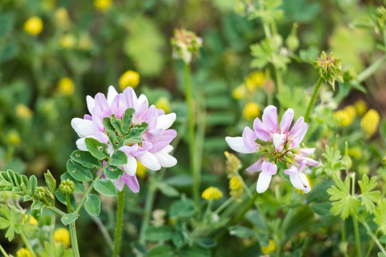 the purple flowers have long green stems