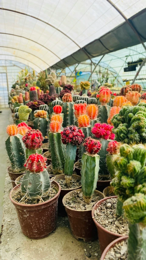 many potted cactus plants inside of a greenhouse