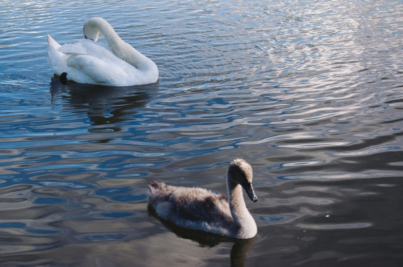 a couple of ducks floating on top of water