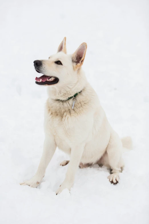 a white german shepard sitting in the snow