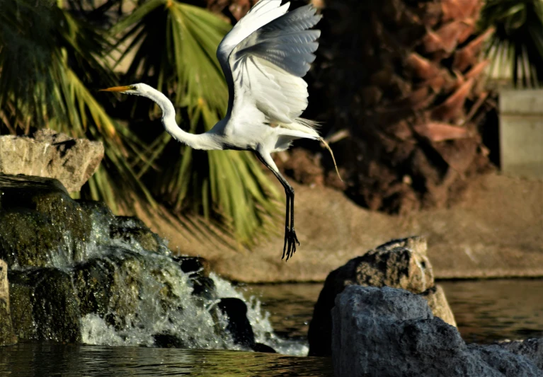 an egret spreads its wings near the water as it hovers over some rocks