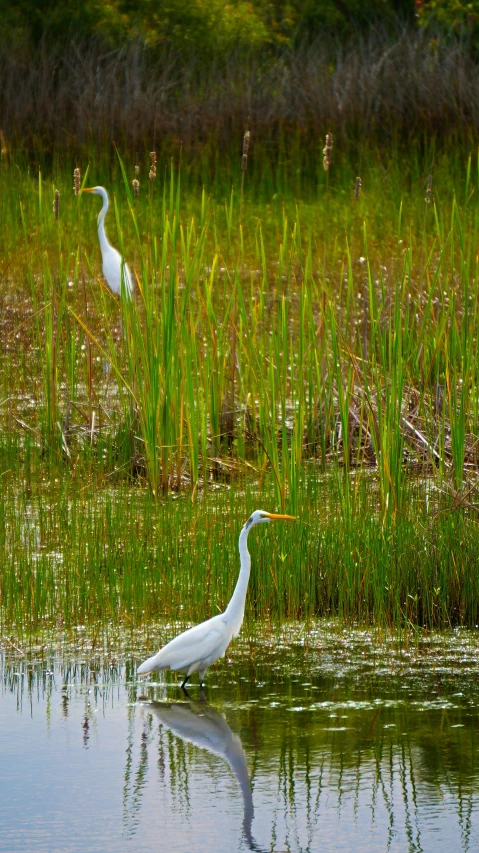 two white birds standing in water near grass