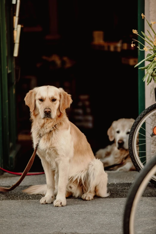 two brown dogs sitting next to each other on a sidewalk