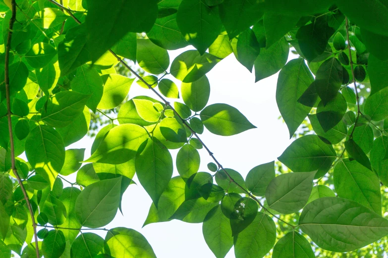 the view from the ground shows bright green leaves