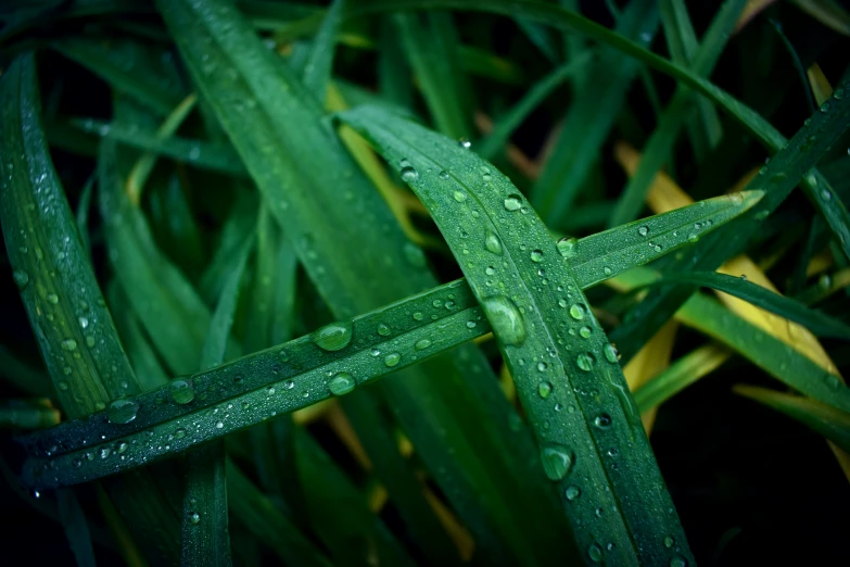 a leaf with water drops on it in the sunlight