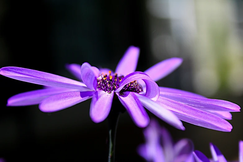 a purple flower with leaves growing inside it