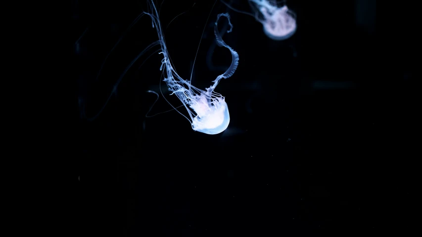 three jellyfish swimming at night in the ocean