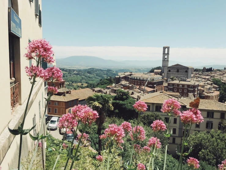 some pink flowers in a field in front of a town