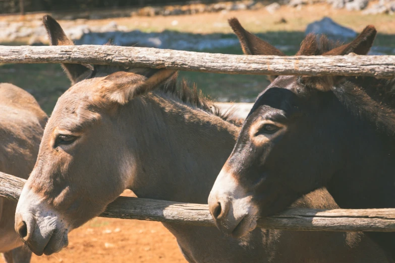 two horses looking at the camera while standing behind a fence