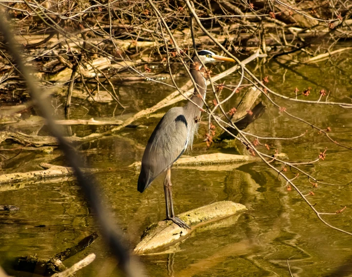 a bird is standing on rocks in the water