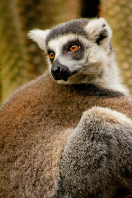 a lemur monkey looks directly into the camera lens