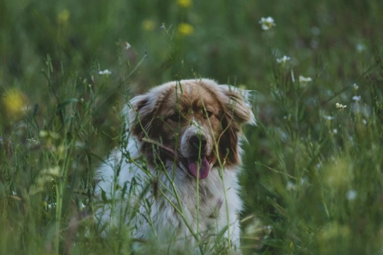 a dog is in some tall grass sticking his tongue out
