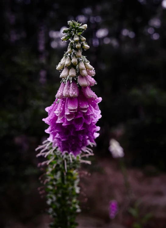 closeup of a bunch of wildflowers in the woods