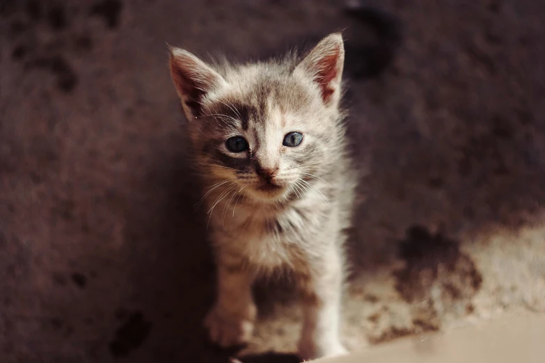 a small kitten with one big and tiny eyes