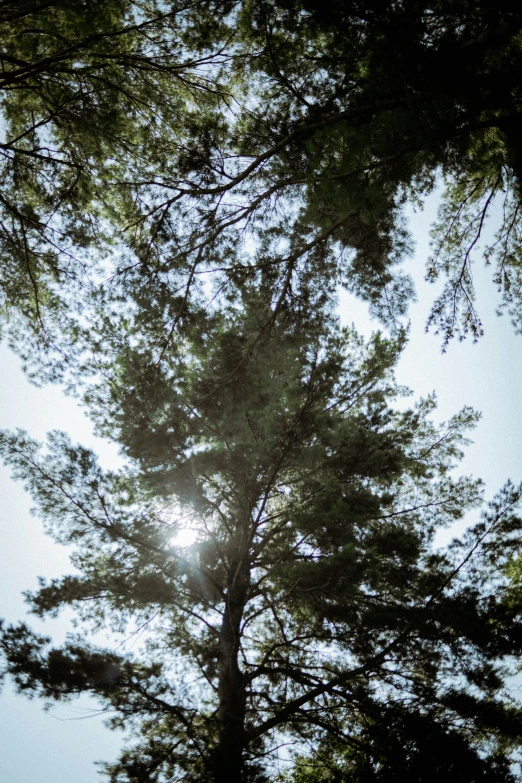 a tree silhouetted against the sun is seen in the sky