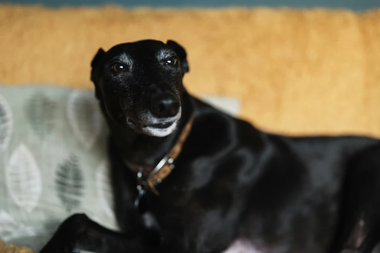 a dog is resting on the couch with its paw up