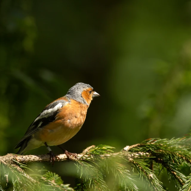 a close up of a bird on a nch