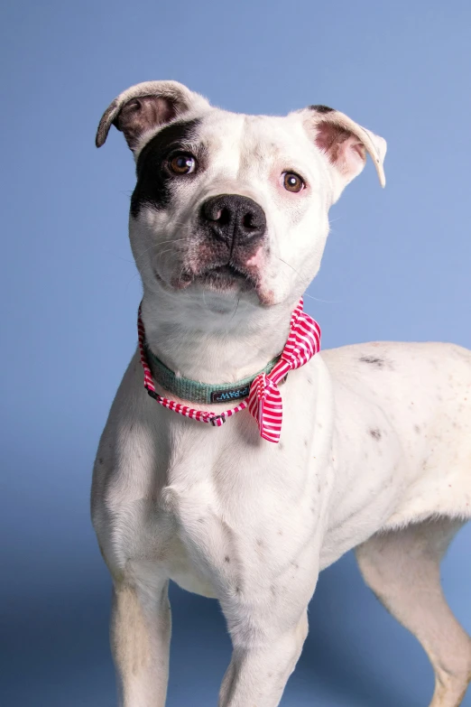 a small white dog with a red collar looking straight at the camera