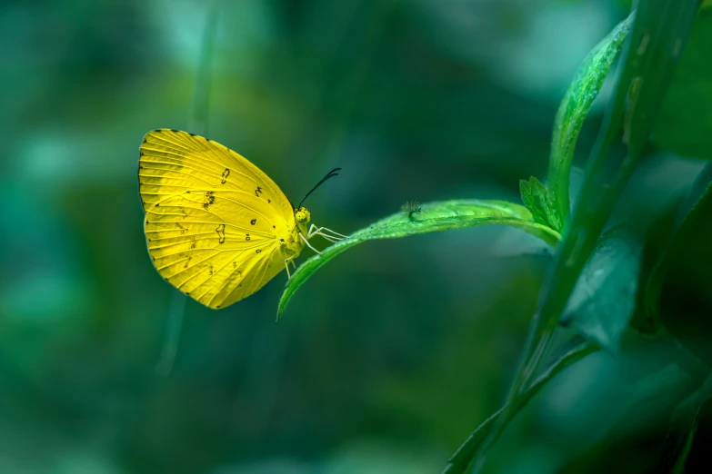 an image of a yellow erfly resting on the green leaf