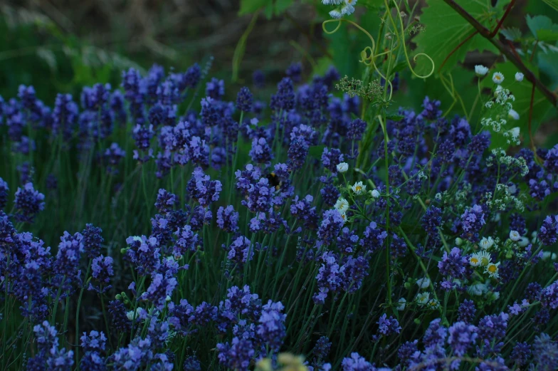 many purple flowers that are in the grass