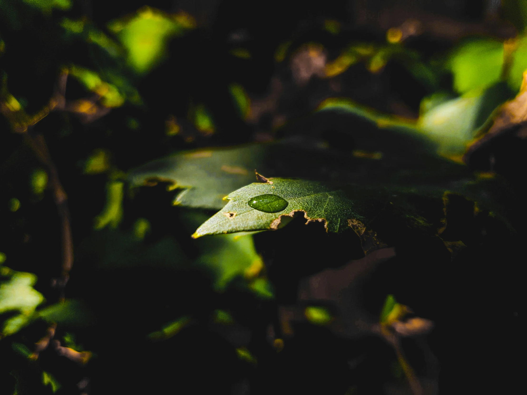 a green leaf with droplets sitting on the surface