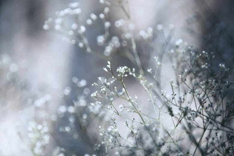 a plant that is very thin and green