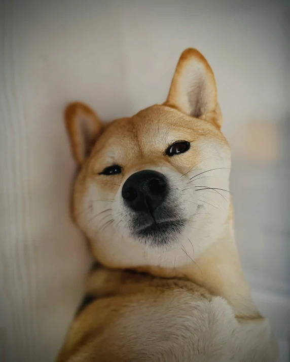 a tan dog with brown ears and nose is staring at the camera