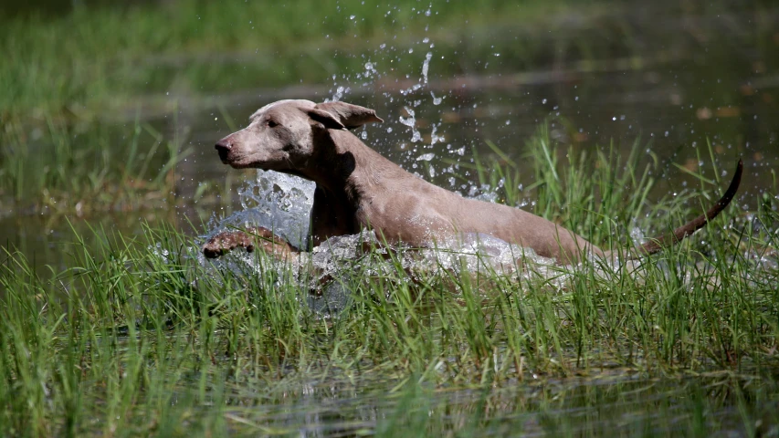 a dog sitting in the water splashing and playing