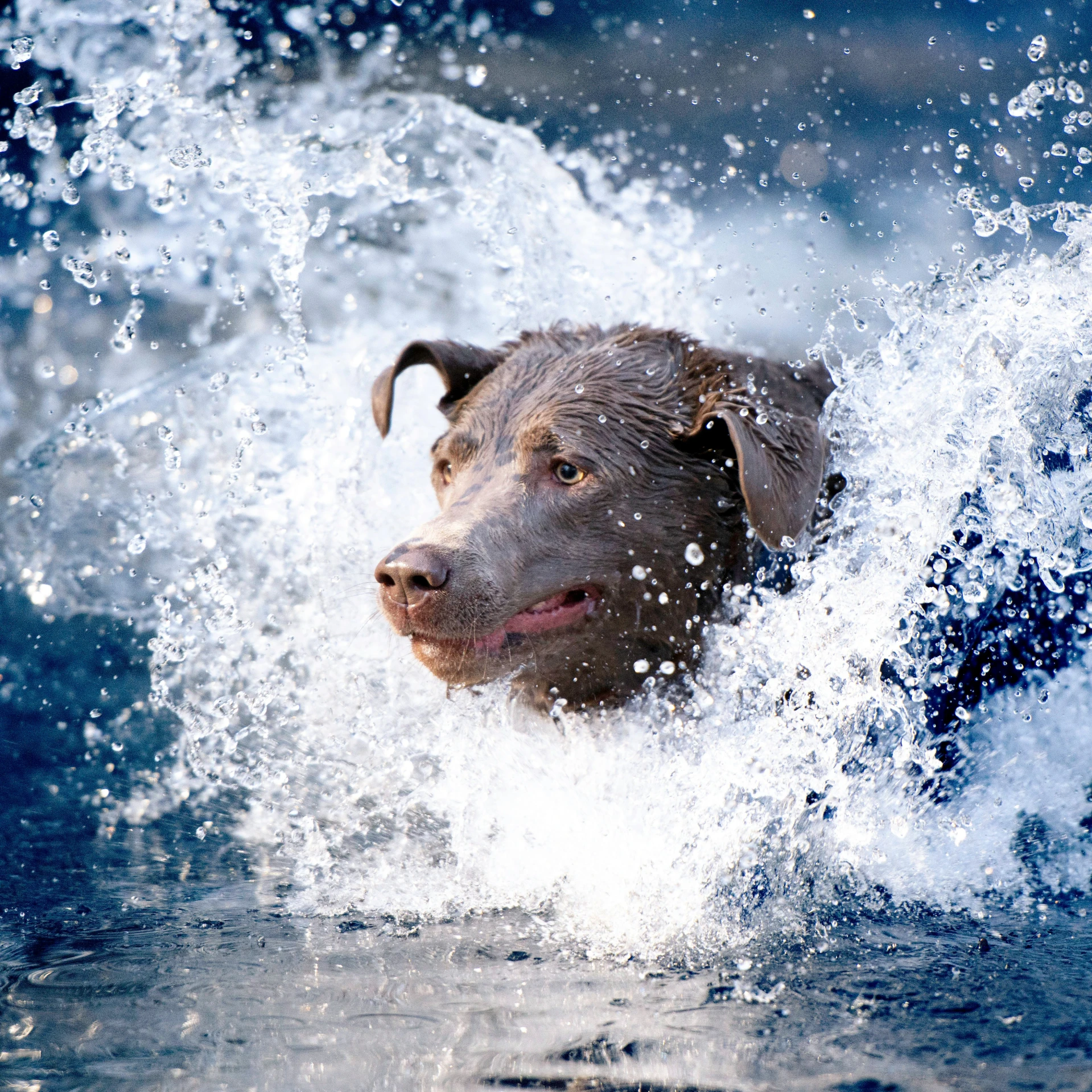 a dog in the ocean looking out to the distance